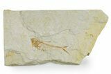 Juvenile Fossil Fish (Diplomystus) - Wyoming #357661-1